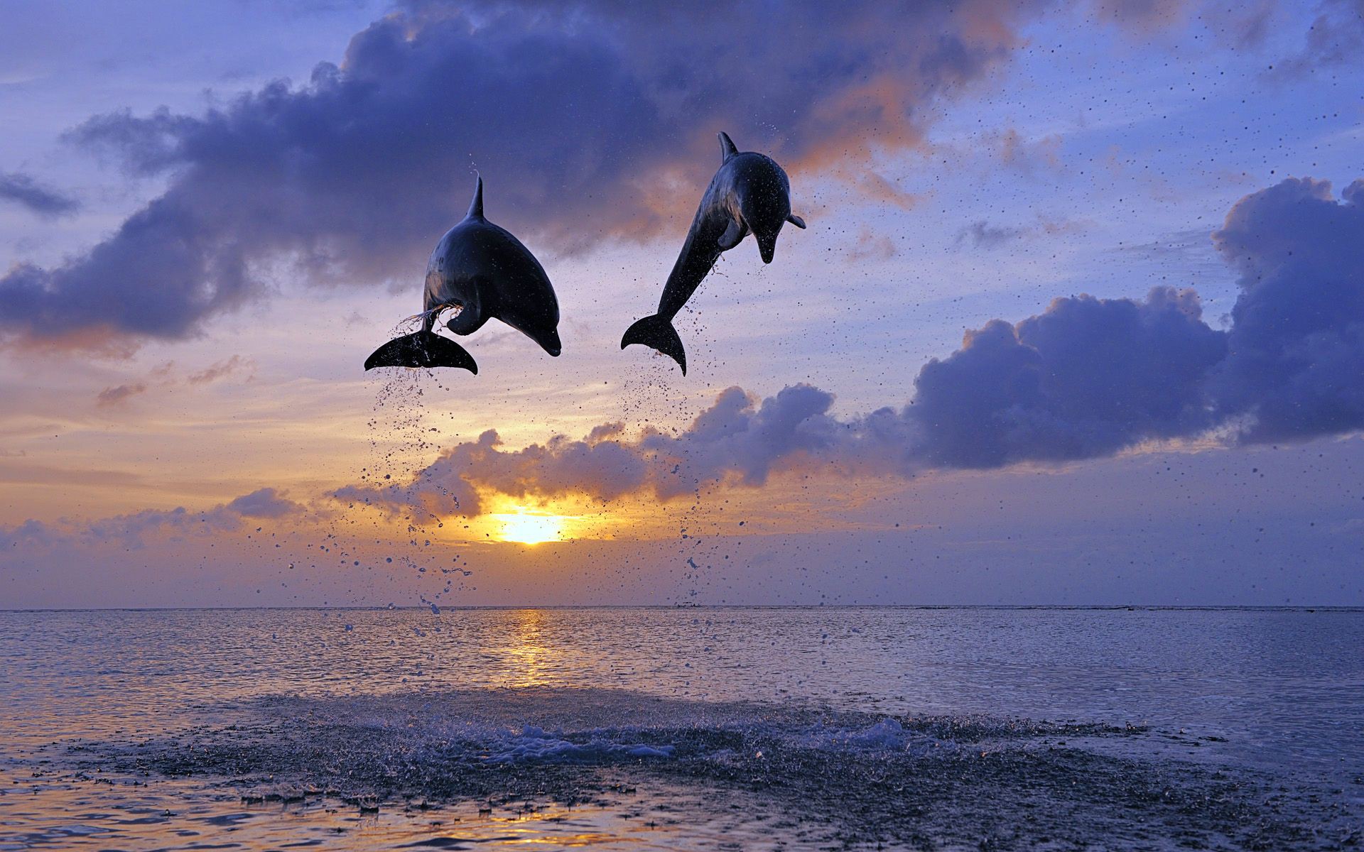 dolphins-sunbathing-sunrise-sunset-ocean-sky-mammals-water-nature-dolphins-cute-animals-clouds-wildlife-sea-wild-desktop-wallpapers.jpg